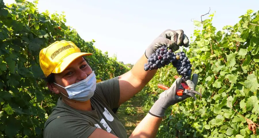 [TITOLO]Parte la vendemmia della pandemia, arretra l’export italiano