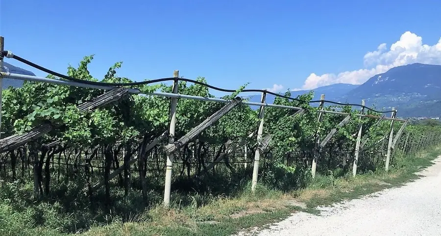 Un centro fra le vigne per chi soffre di demenza