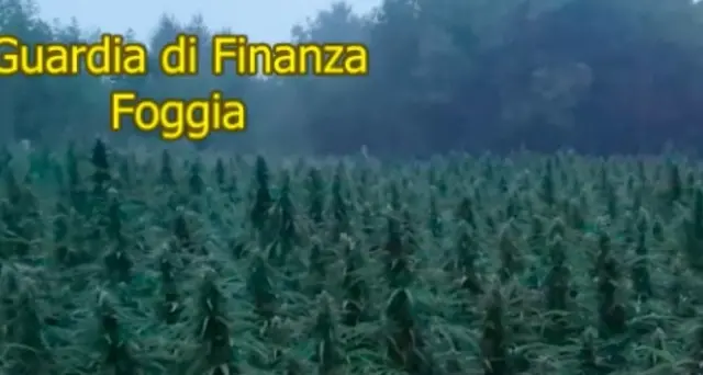 Piantagione cannabis da 9 mln in Puglia