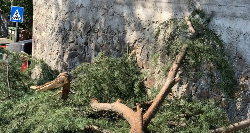 Bolzano, grosso ramo cade sulla strada a Rencio