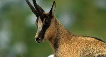 Bracconaggio nel Parco, gli animalisti insorgono
