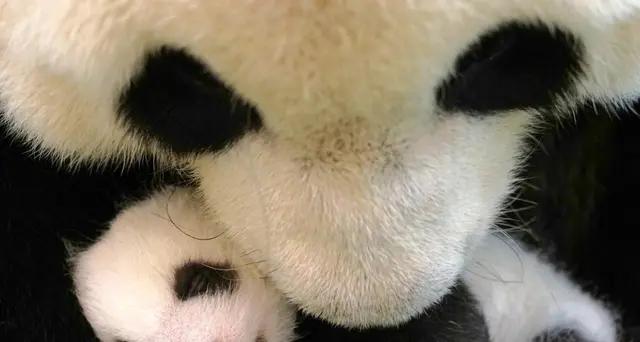 Cucciolo di panda nato allo Smithsonian