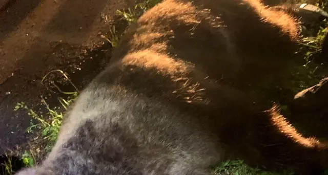 Orso aggredisce carabiniere, catturato