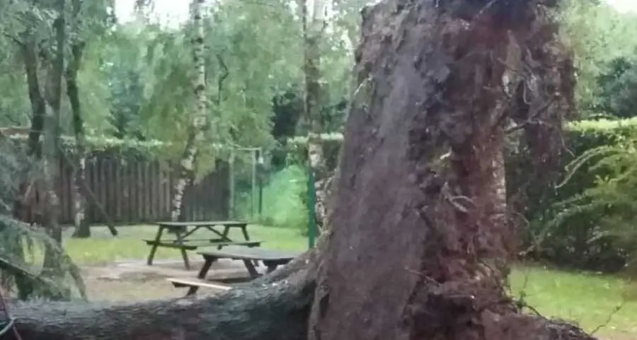 Vento e acqua falciano gli alberi