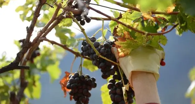 In Alto Adige mercoledì parte la vendemmia. Buone prospettive