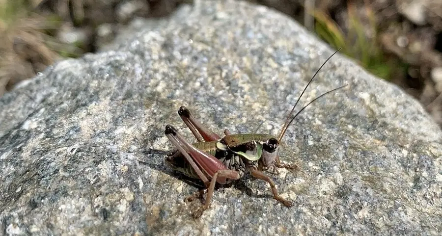 Animali e piante in Alto Adige, un convegno il 3 e 4 settembre