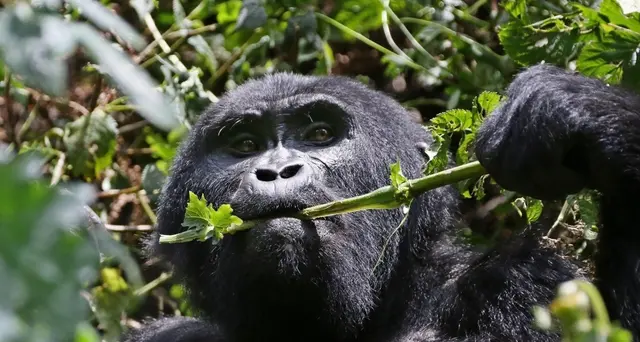 Uganda: boom di nascite tra i gorilla
