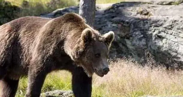 Orsa del Peller, Oipa ed Enpa impugnano la nuova ordinanza di cattura