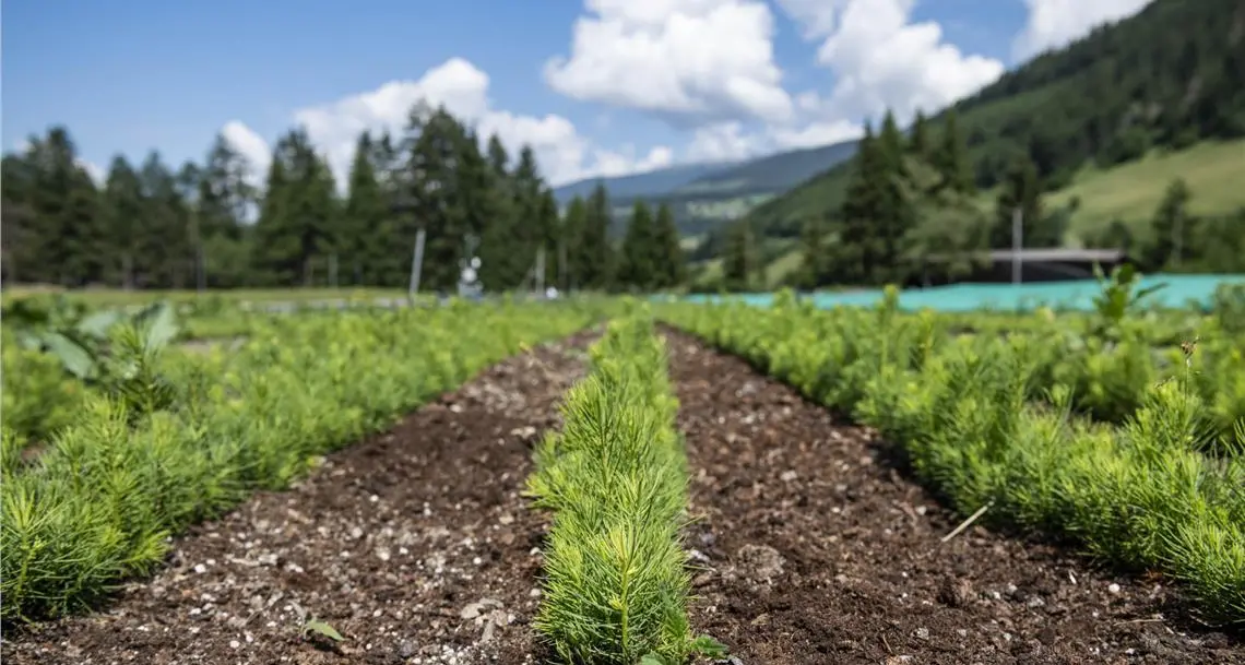 Vaia, dalla Provincia agevolazioni per la rimozione degli alberi caduti