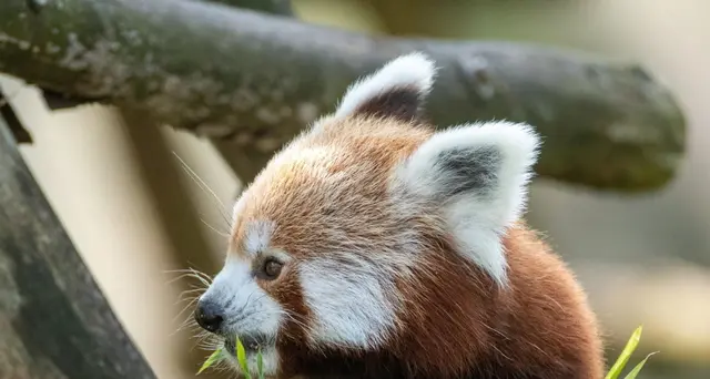 In 50 anni persi 2/3 di fauna selvatica