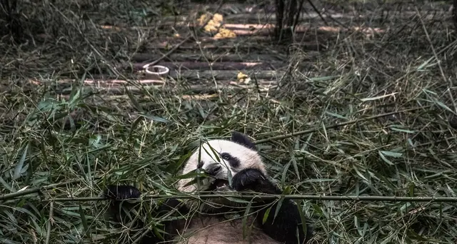 Wwf, in 50 anni persi 2/3 fauna selvatica