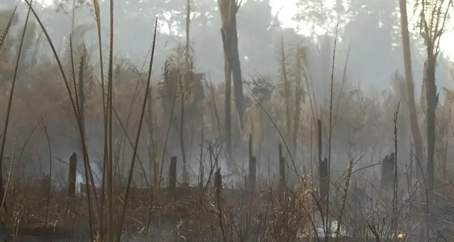 Amazzonia: DiCaprio si unisce a campagna contro Bolsonaro