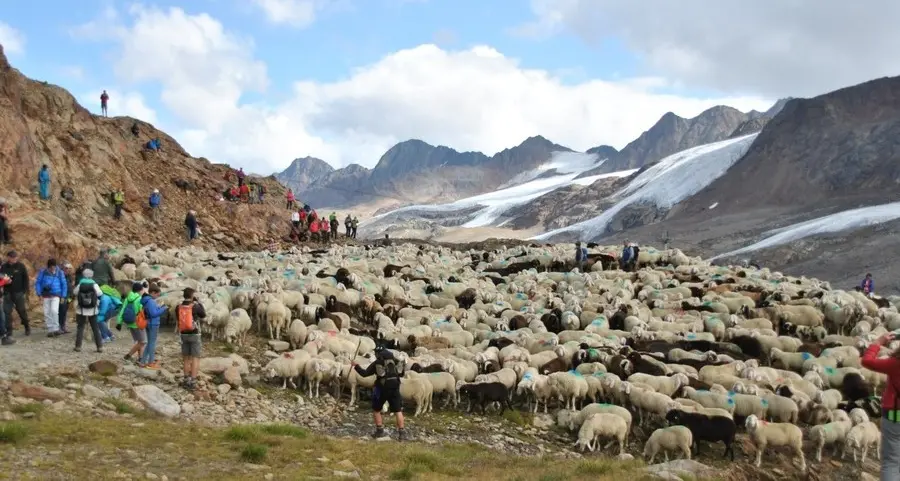 In val Senales rivive il secolare rito della transumanza