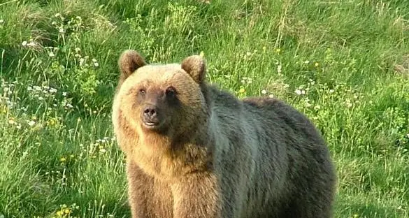 Ucciso dall'orsa Jj4, su richiesta degli animalisti il Tar di Trento sospese l'ordinanza di cattura
