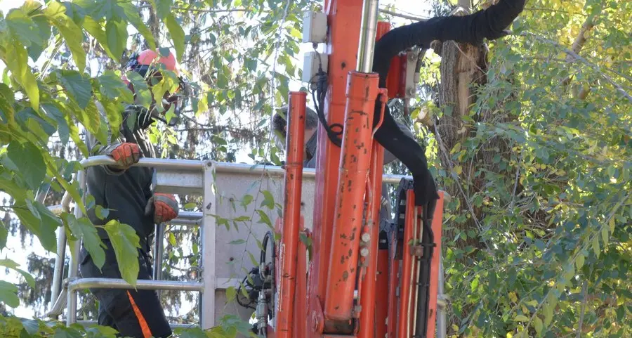 Potature alberi, limiti al traffico in varie strade