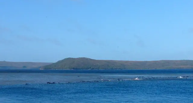 Settanta balene spiaggiate in Tasmania, soccorsi in atto