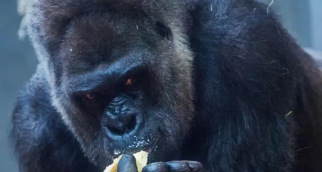 Gorilla attacca una guardiana allo zoo di Madrid, è grave