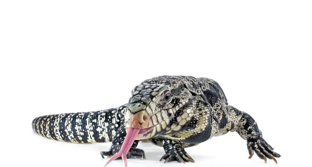 Dragons: il fantastico mondo dei Sauri al Museo di Scienze