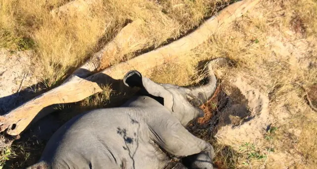 Moria di elefanti si estende nello Zimbabwe