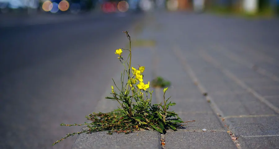 Urban Nature, piante e animali protagonisti in immagini