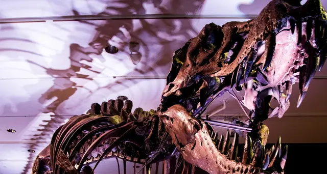 E' record per il T-Rex all'asta, 31 milioni dollari