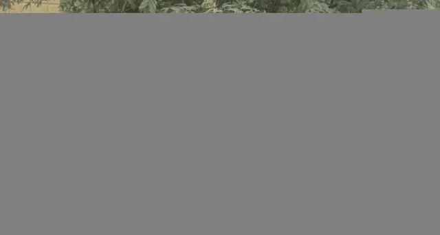 Missionaria svizzera uccisa in Mali dai jihadisti