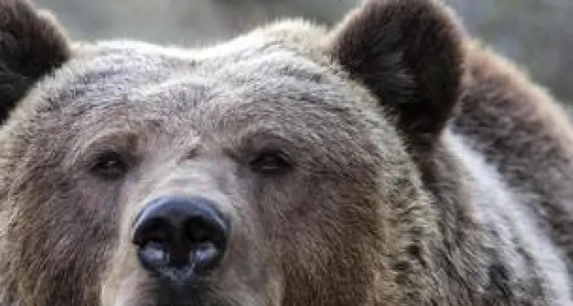 Il Consiglio di Stato 'libera' l'orsa JJ4