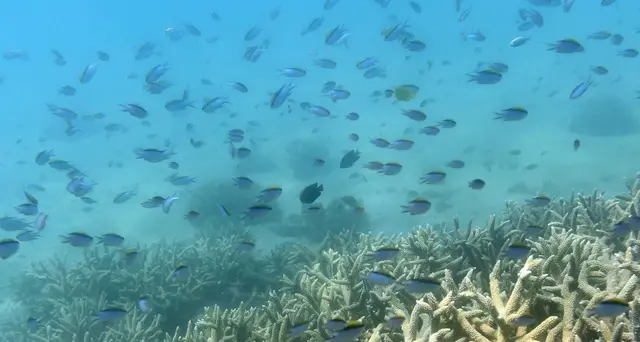 Sos Grande Barriera Corallina, ha perso metà dei coralli