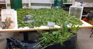 Scoperta una coltivazione di cannabis nei boschi della Predaia