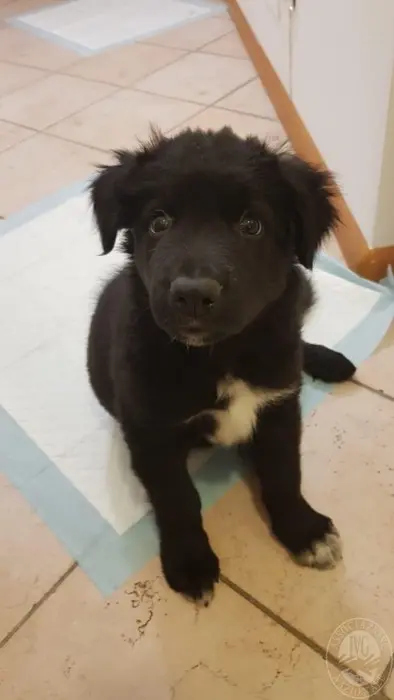 Cucciolo di cane all'asta in Trentino a 100 euro