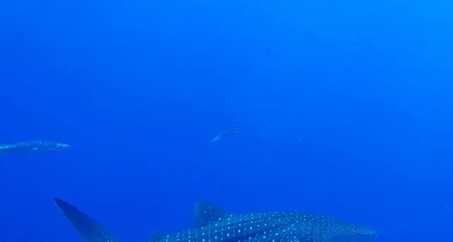 A Sharm el Sheikh squalo attacca dodicenne, mano amputata
