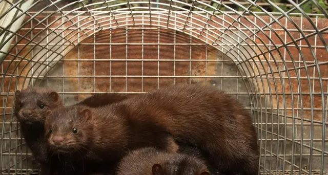 Danimarca, 'visoni trasmettono Covid mutato'
