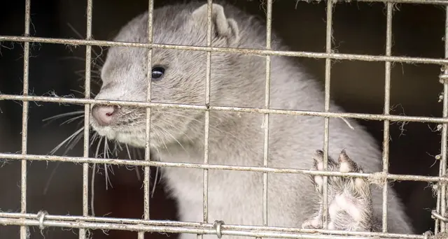 Allarme virus mutato da visoni, Gb chiude a Danimarca