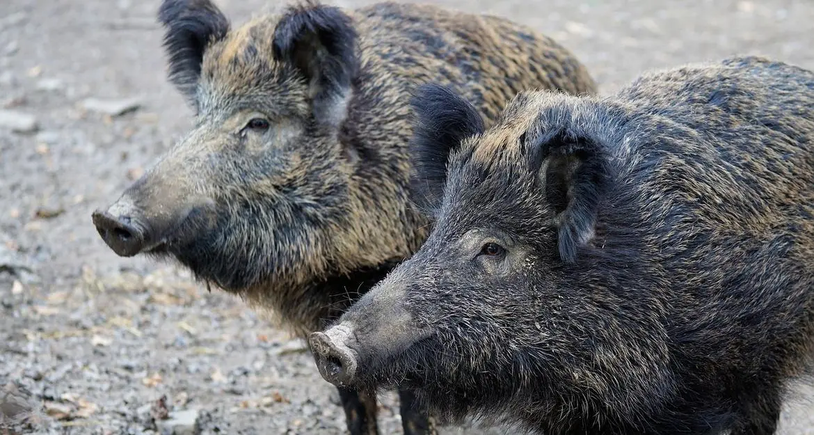Peste suina, in Trentino al via il controllo dei cinghiali