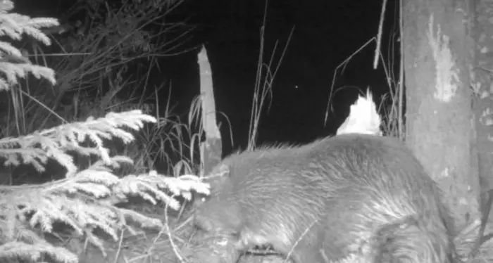 Il castoro torna in Alto Adige dopo 400 anni