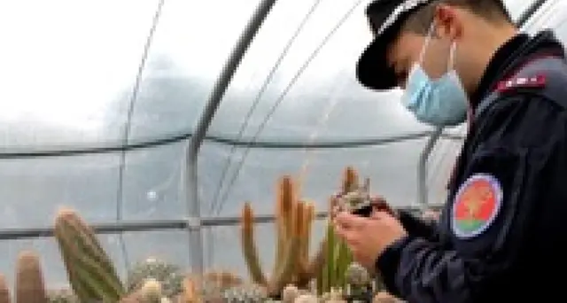 Scoperto traffico di cactus in via d'estinzione, denunce