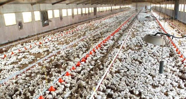 In Olanda abbattuti 190 mila polli per influenza aviaria