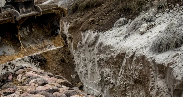 Danimarca: appello per dissotterrare milioni di visoni