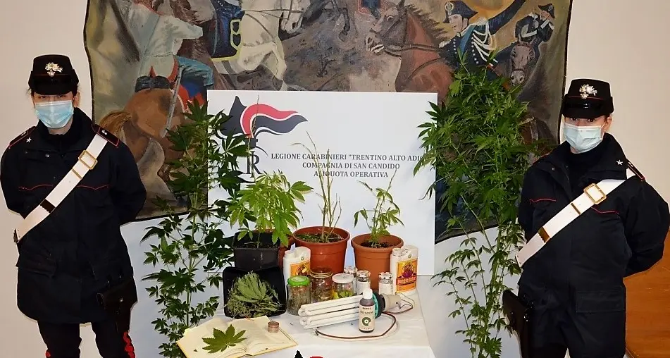 Coltivava marijuana in casa, denunciato un 25enne pusterese