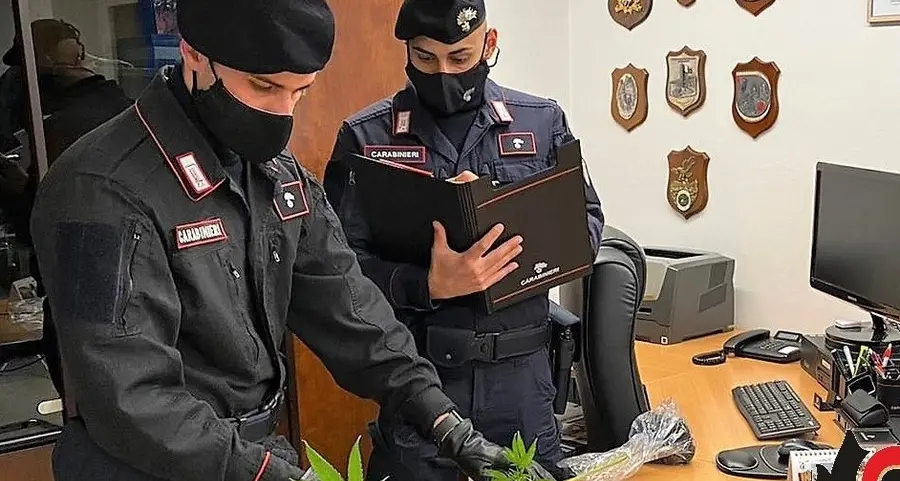 Coltiva marijuana in casa, denunciato giovane di Chiusa