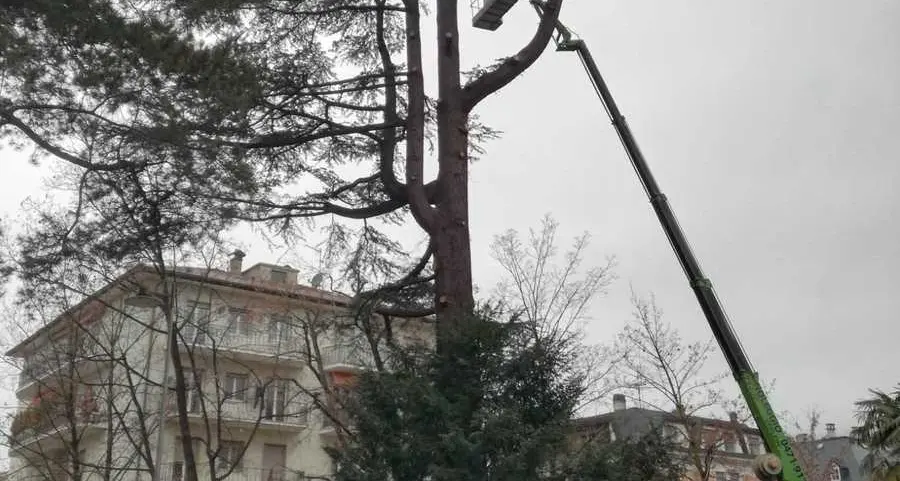 Addio al vecchio cedro di via Carducci