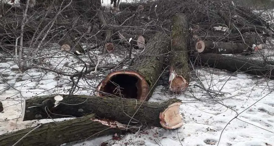 Parco stazione, tagliati gli alberi più deteriorati