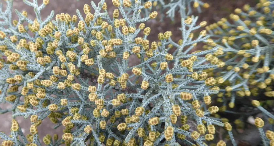 Clima mite, arrivano i pollini Ecco come restare informati