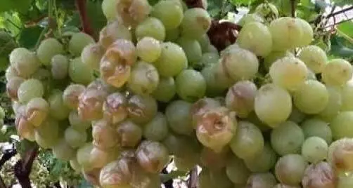 Fruttiviticoltura, le priorità decise in assemblea