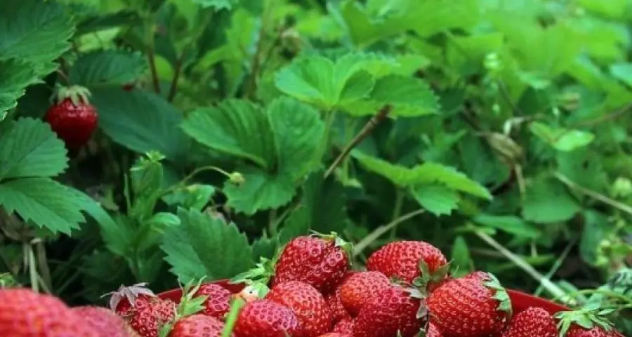 Coltivazione bio di fragole: nuove strade