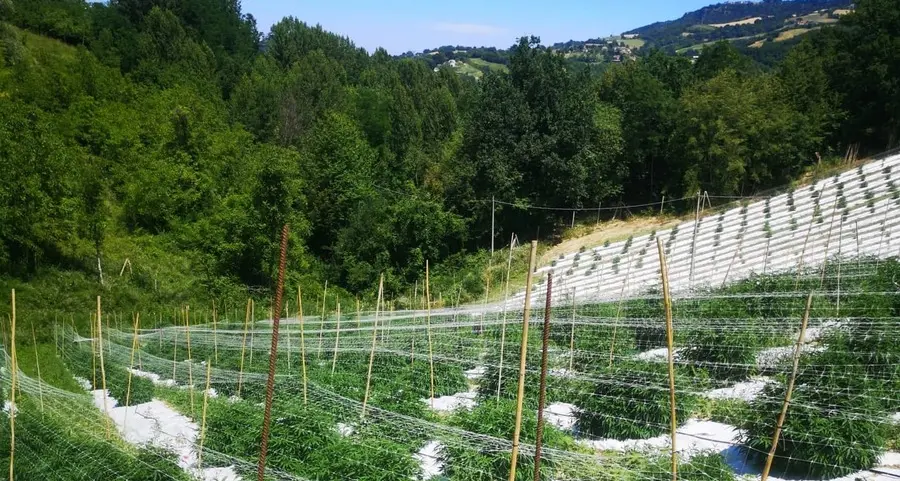 Nelle Marche (da Merano) per fare impresa coltivando cannabis light