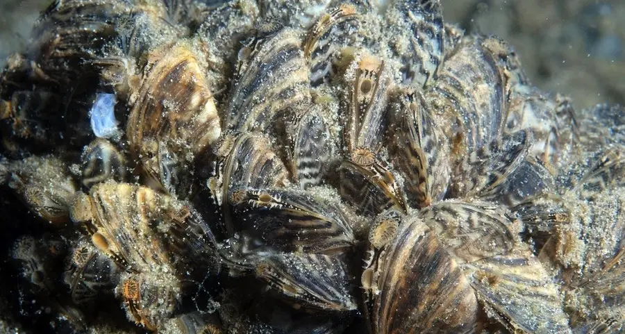 Monticolo, il lago popolato dalle meduse
