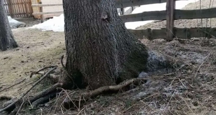 Vandali gettano sale sugli alberi nel parco