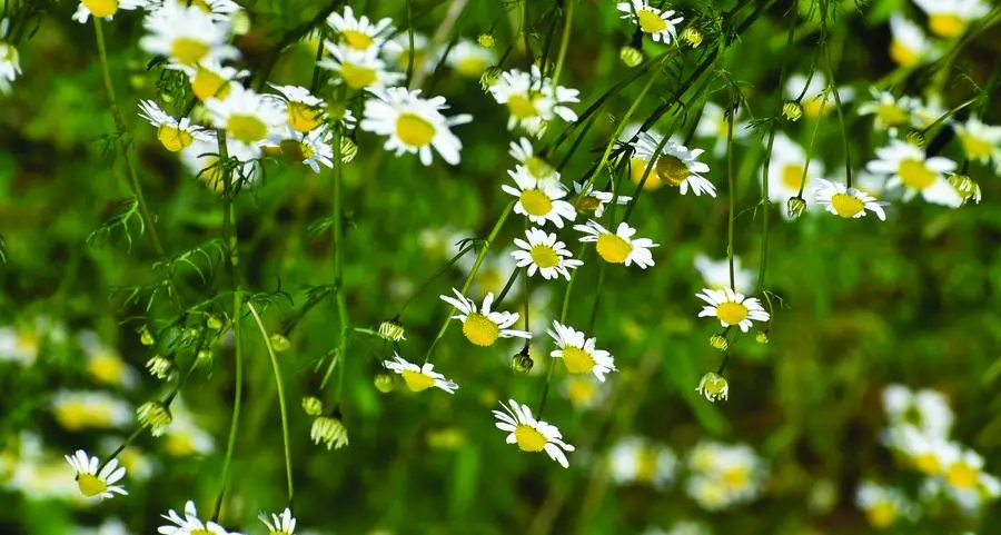 Erbe aromatiche, ecco il libro su come utilizzarle