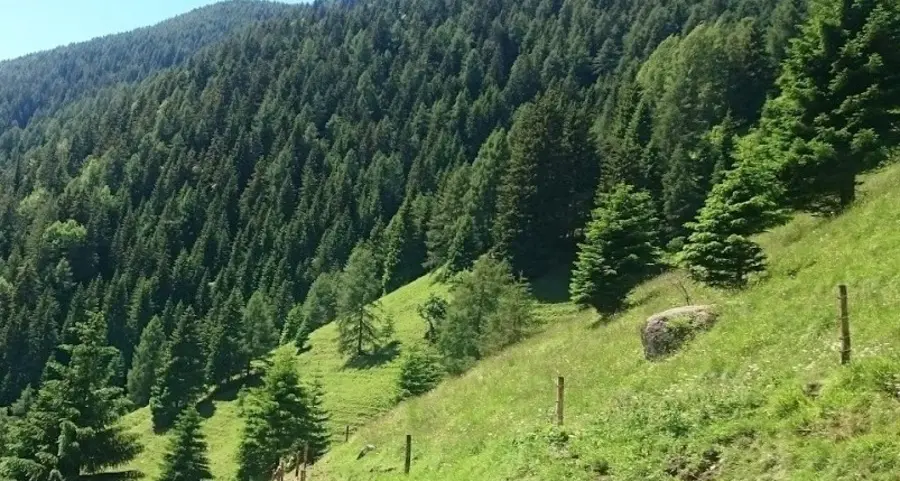 Tra lupi, pecore e recinzioni